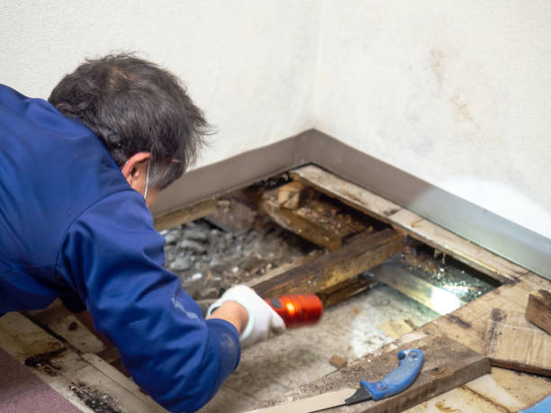 Best Residential Mold Removal  in Elroy, NC