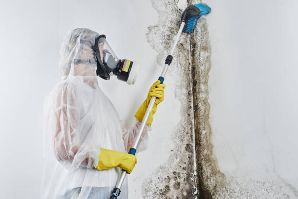 Best Toxic Mold Removal  in Elroy, NC