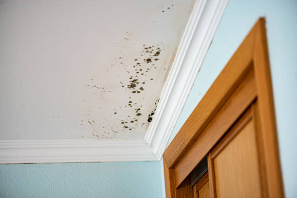 Best Mold Damage Repair  in Elroy, NC