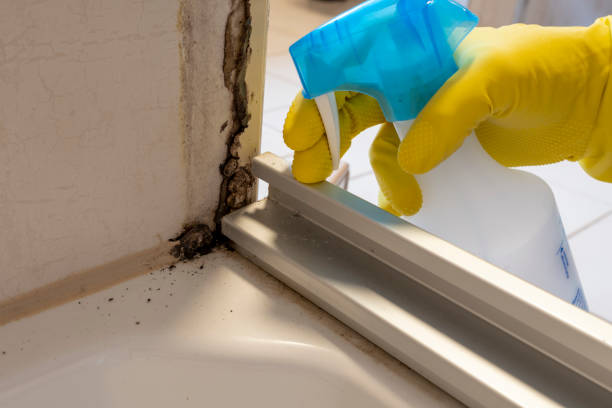 Best Certified Mold Removal  in Elroy, NC