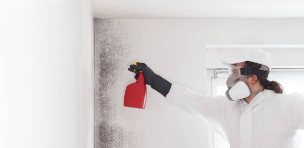 Best Black Mold Removal  in Elroy, NC