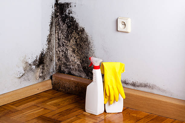 Best Mold Remediation Services  in Elroy, NC