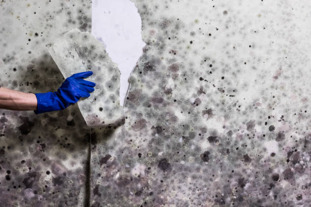Best Professional Mold Removal  in Elroy, NC